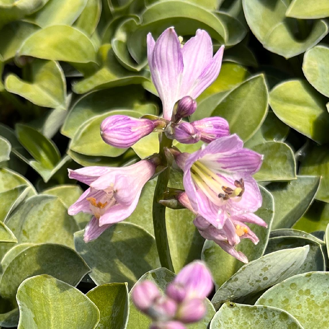 Hosta &#39;Blue Mouse Ears&#39;