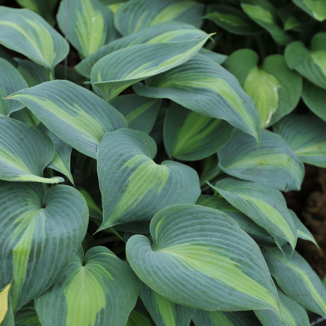 Hosta 'Catherine'