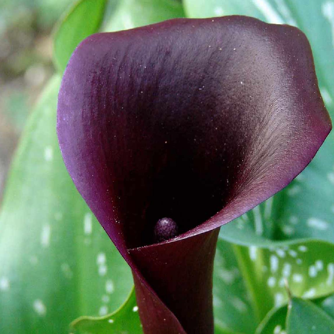 Calla Lily 'Hot Chocolate'