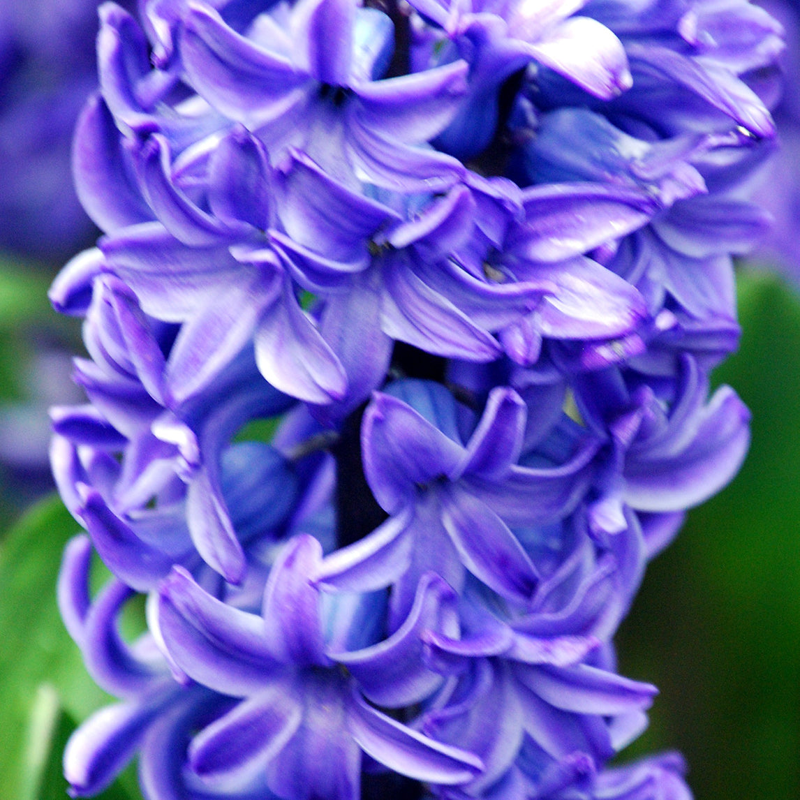 Hyacinth -  Delft Blue (3 Bulbs)