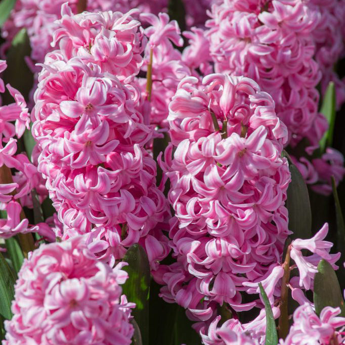 Hyacinth - Fondant (3 Bulbs)