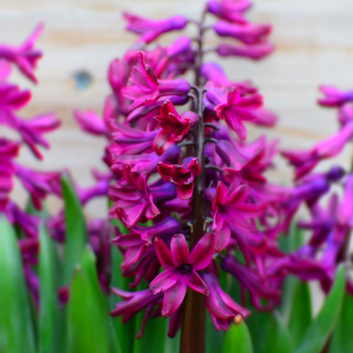 Hyacinth - Woodstock (3 Bulbs)