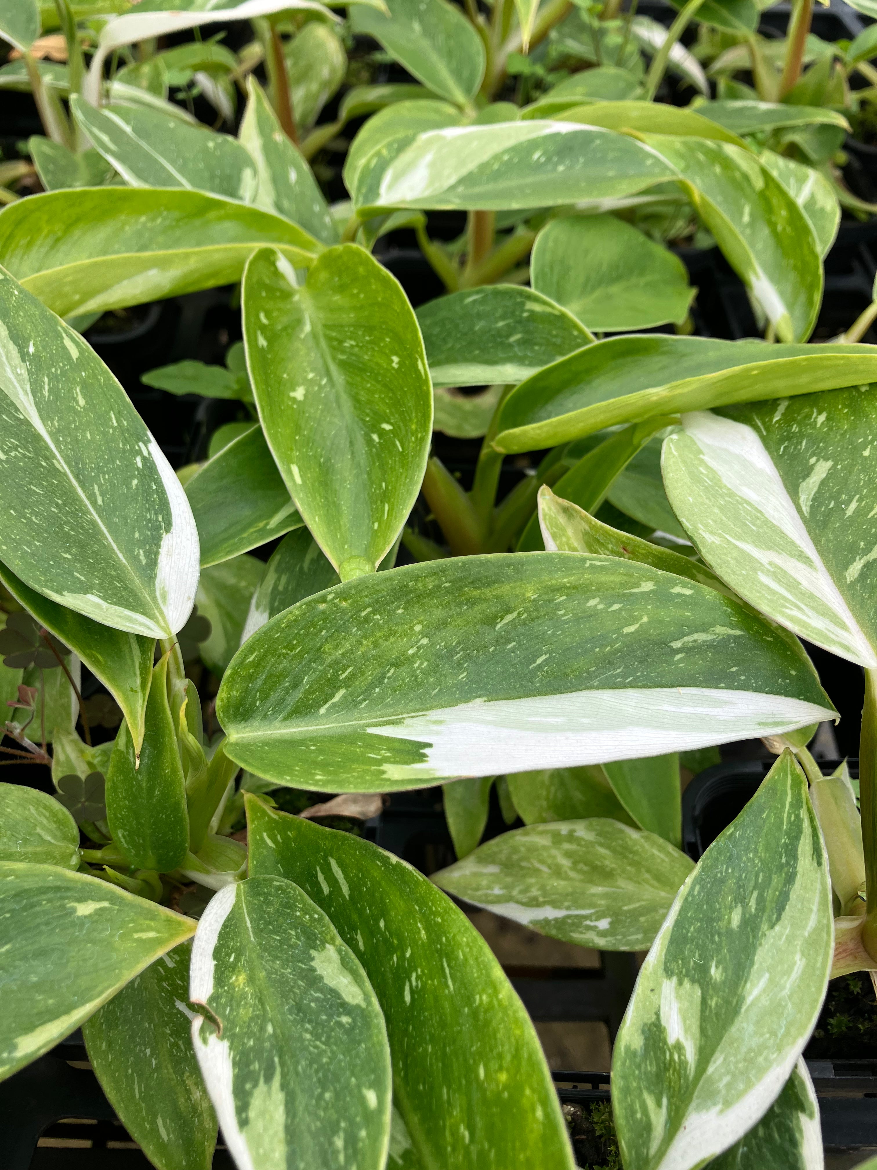 Philodendron 'White Wizard'