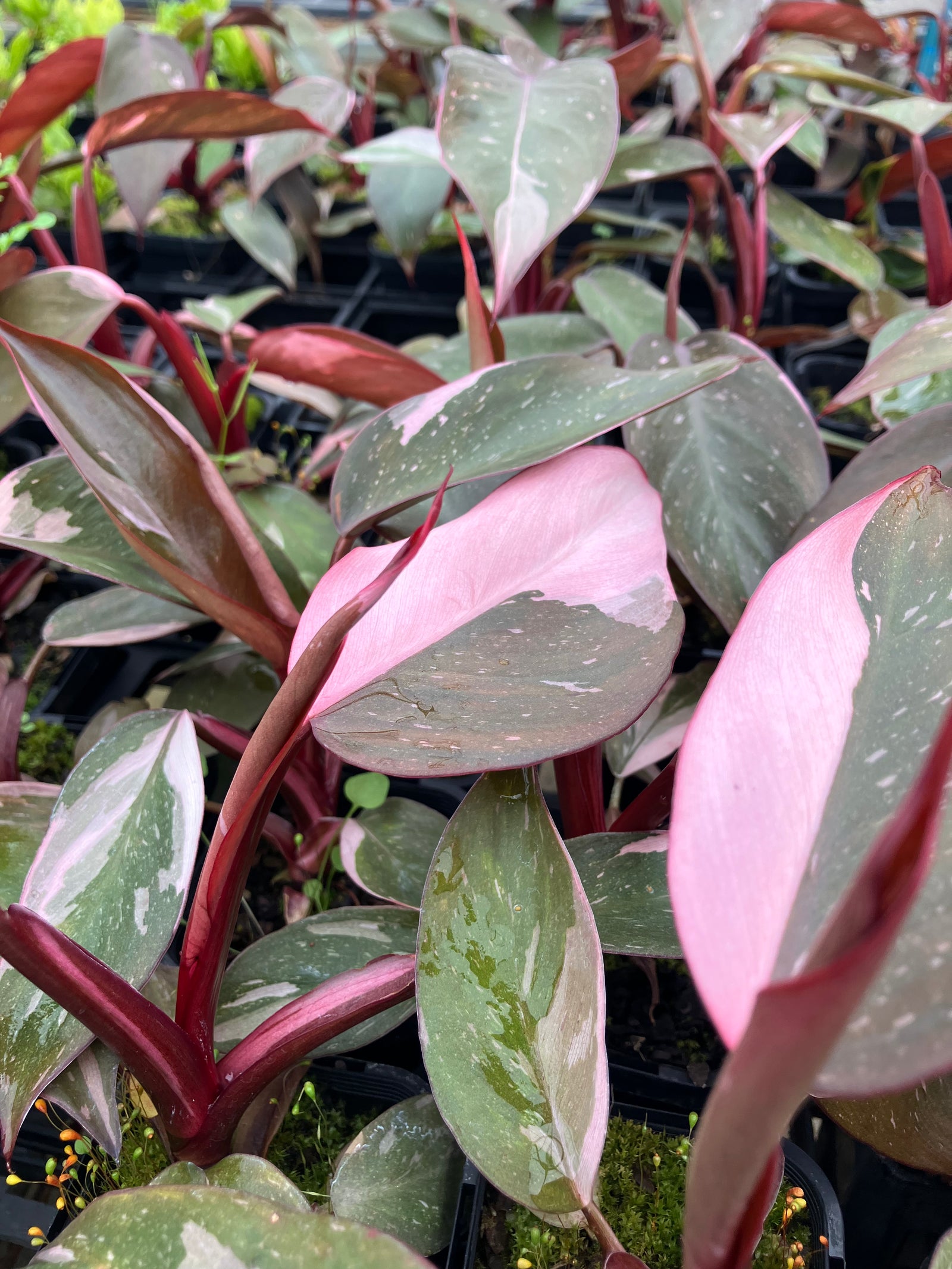 Philodendron 'Pink Princess'