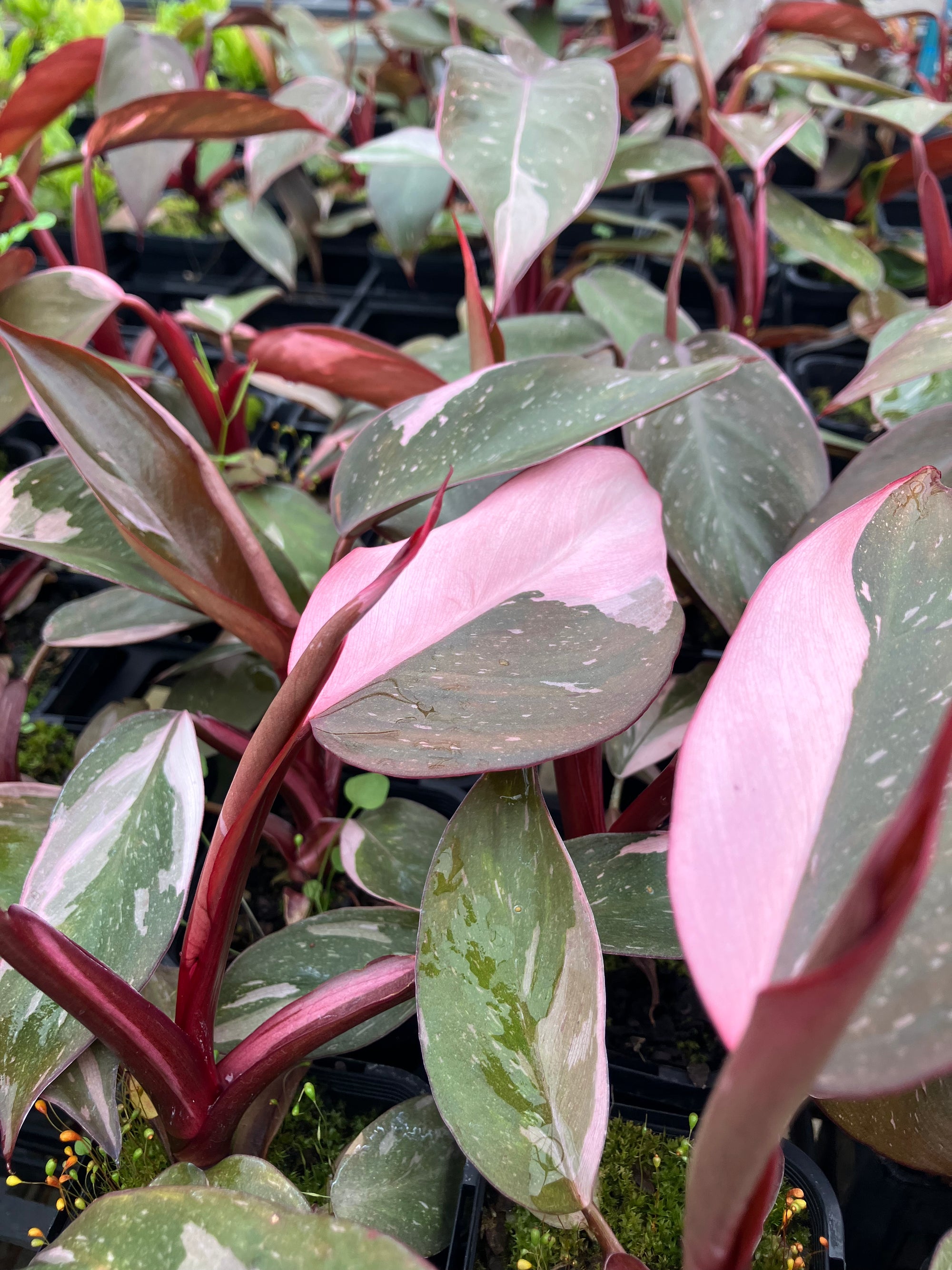 Philodendron 'Pink Princess'