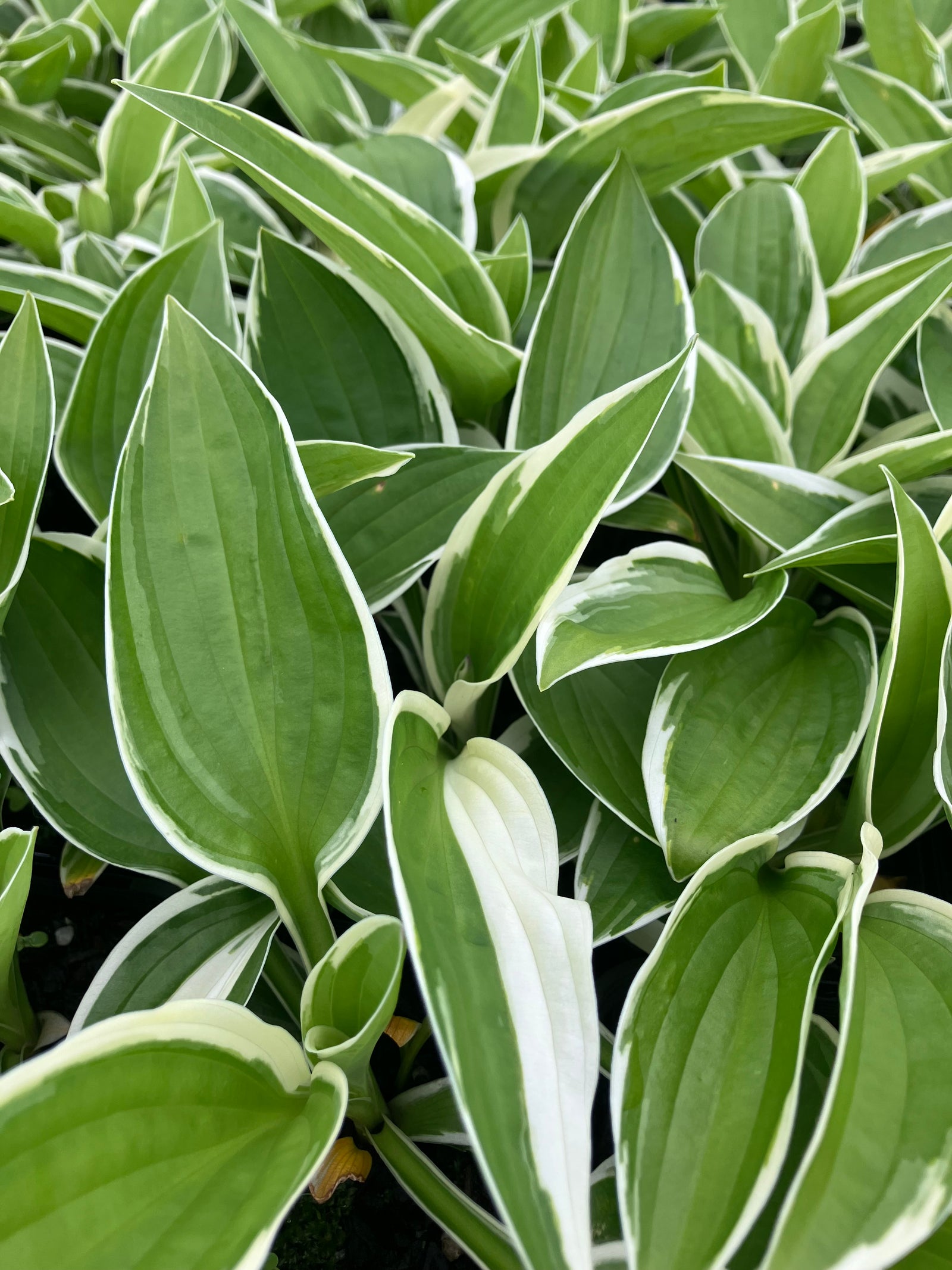 Hosta 'Francee'