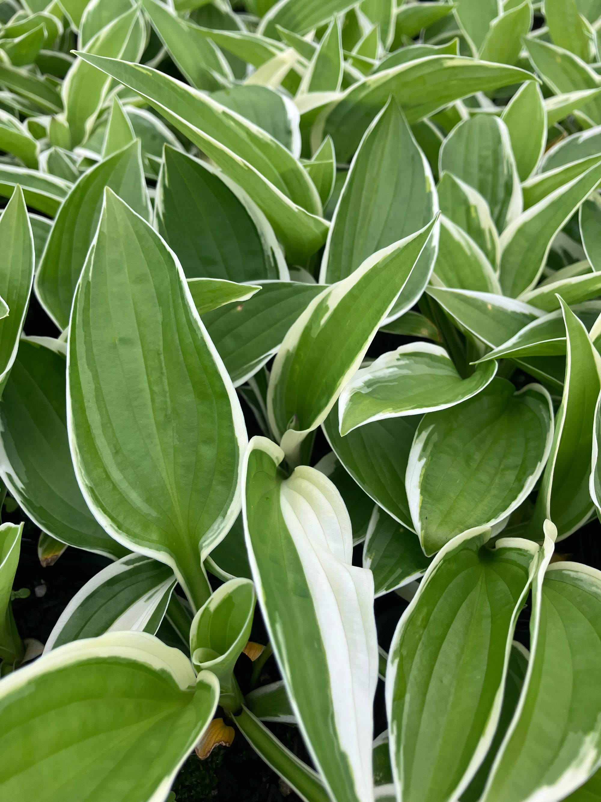 Hosta 'Francee'