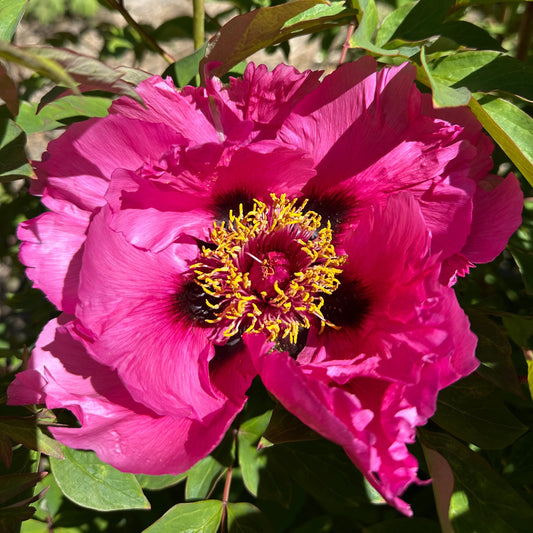 Peony Perfection - Olinda - 4 Oct 2026
