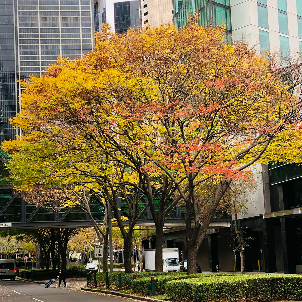 Japanese Zelkova