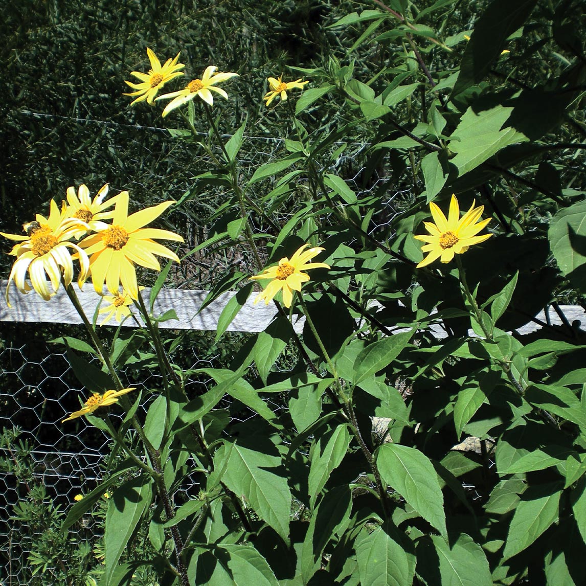 Jerusalem Artichoke