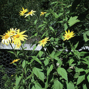 Jerusalem Artichoke