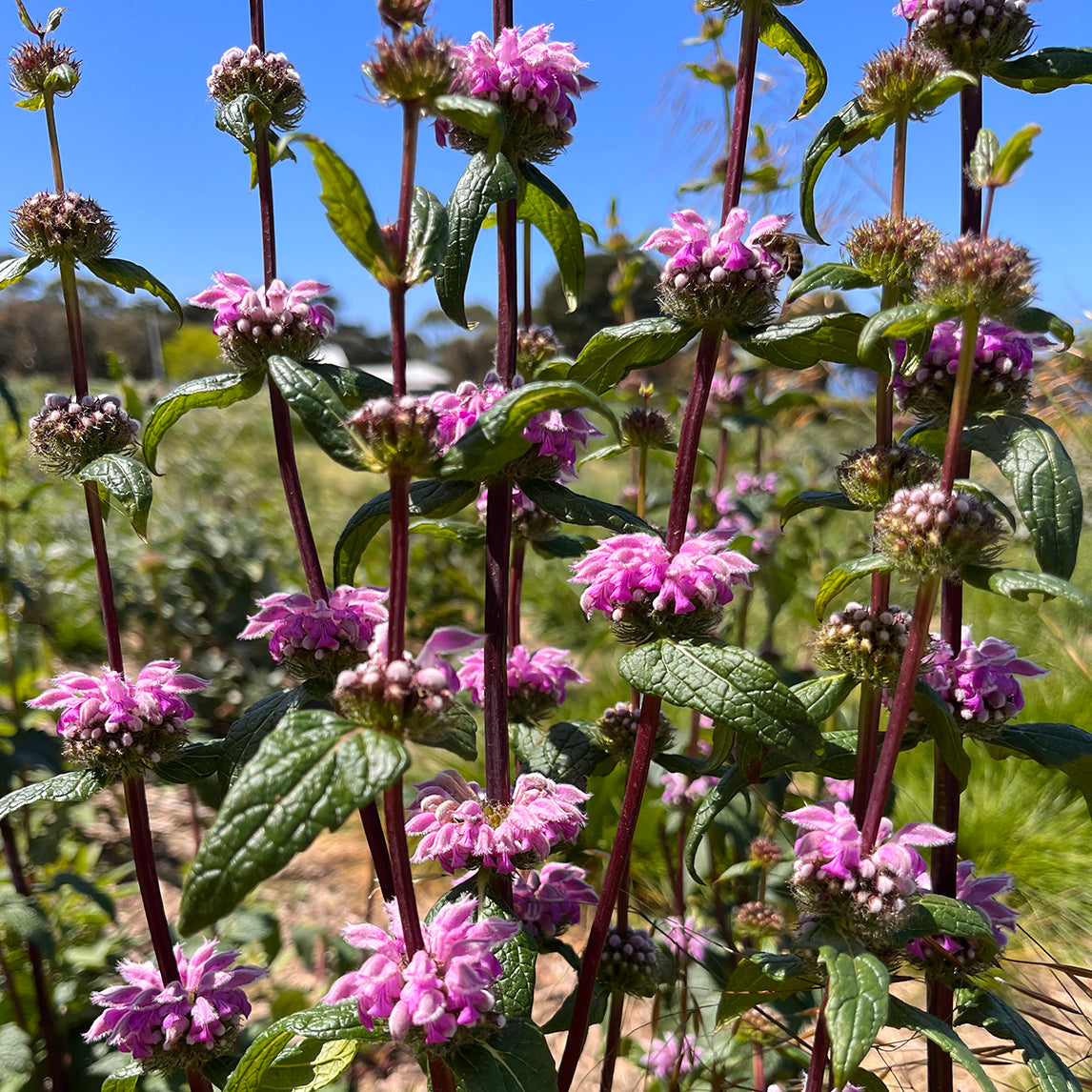 Phlomis tuberosa 'Bronze Flamingo'