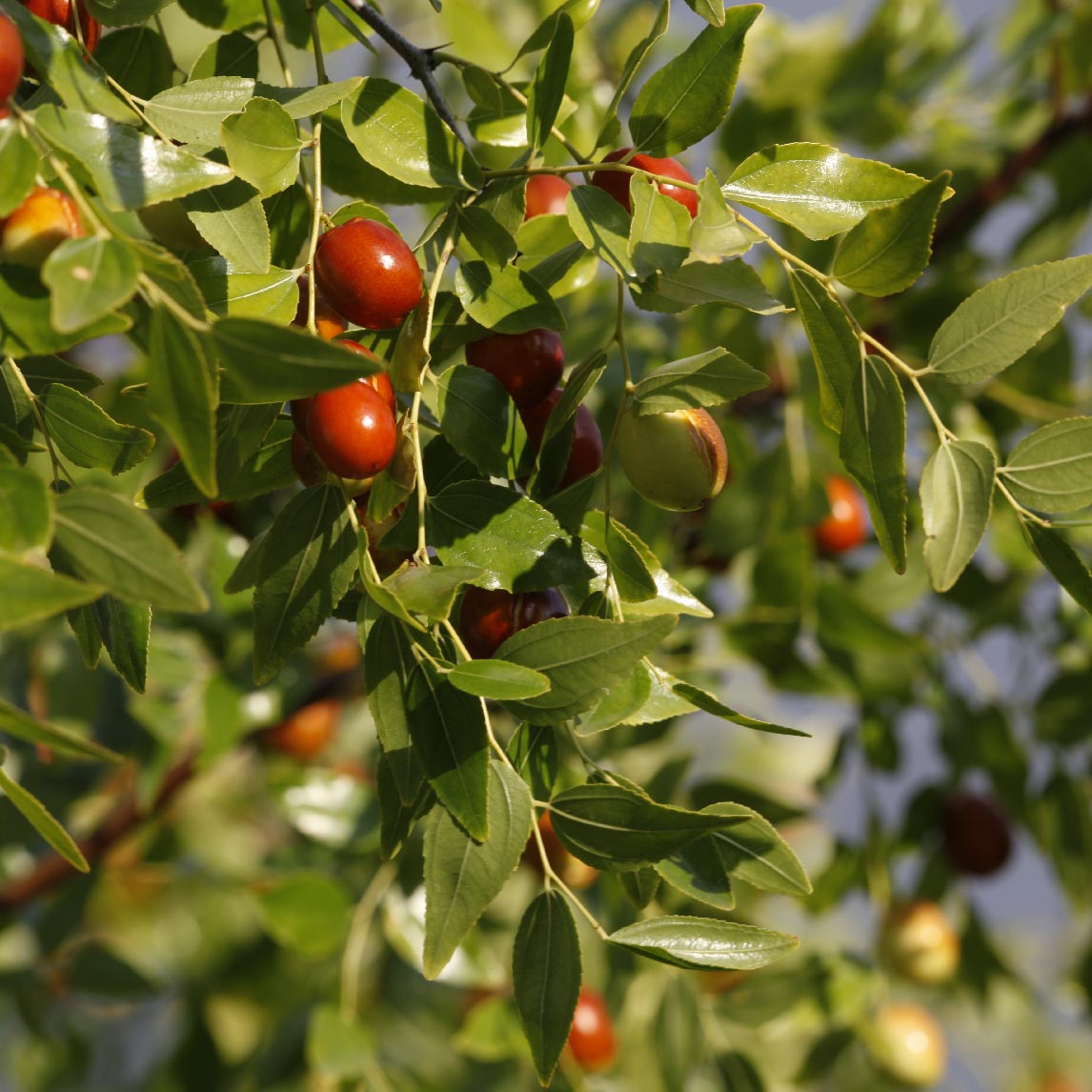 plant jojoba seed Jojoba