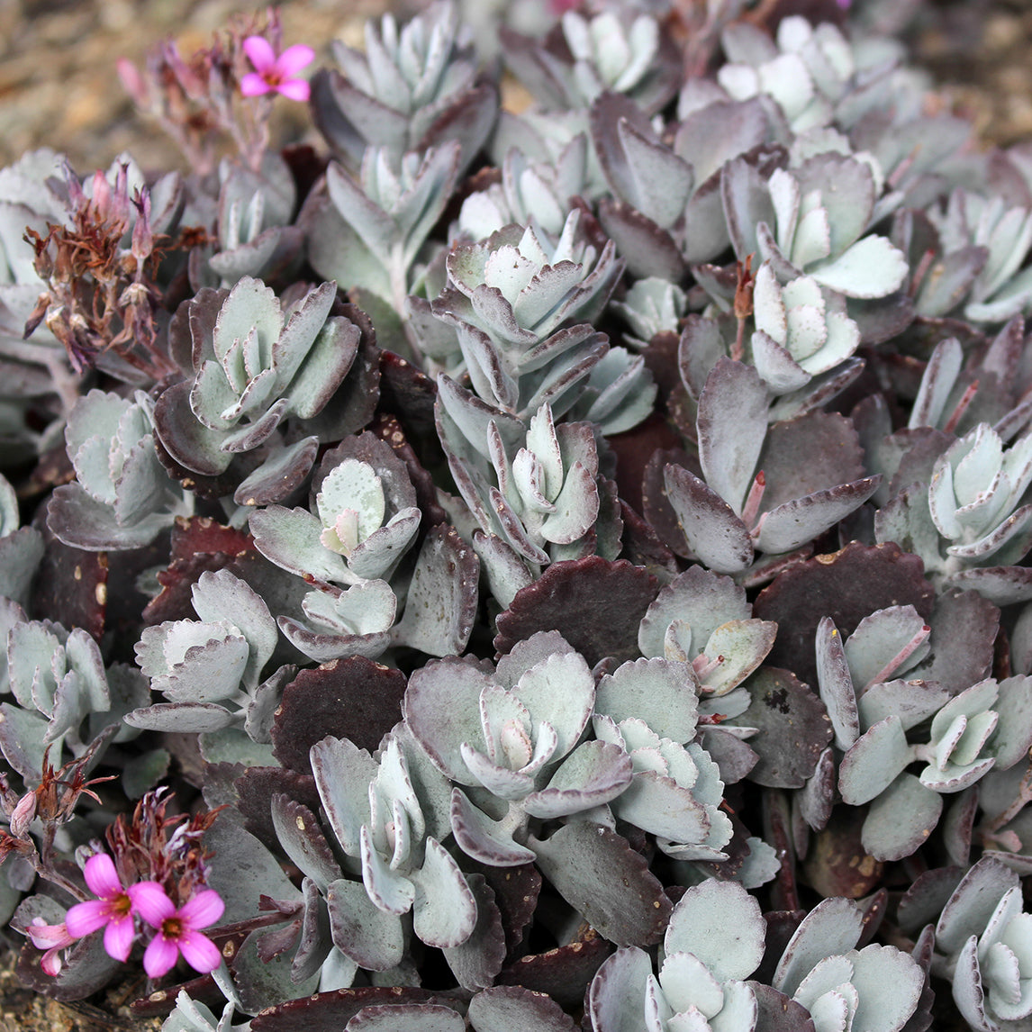 silver gray succulent Kalanchoe Pumila