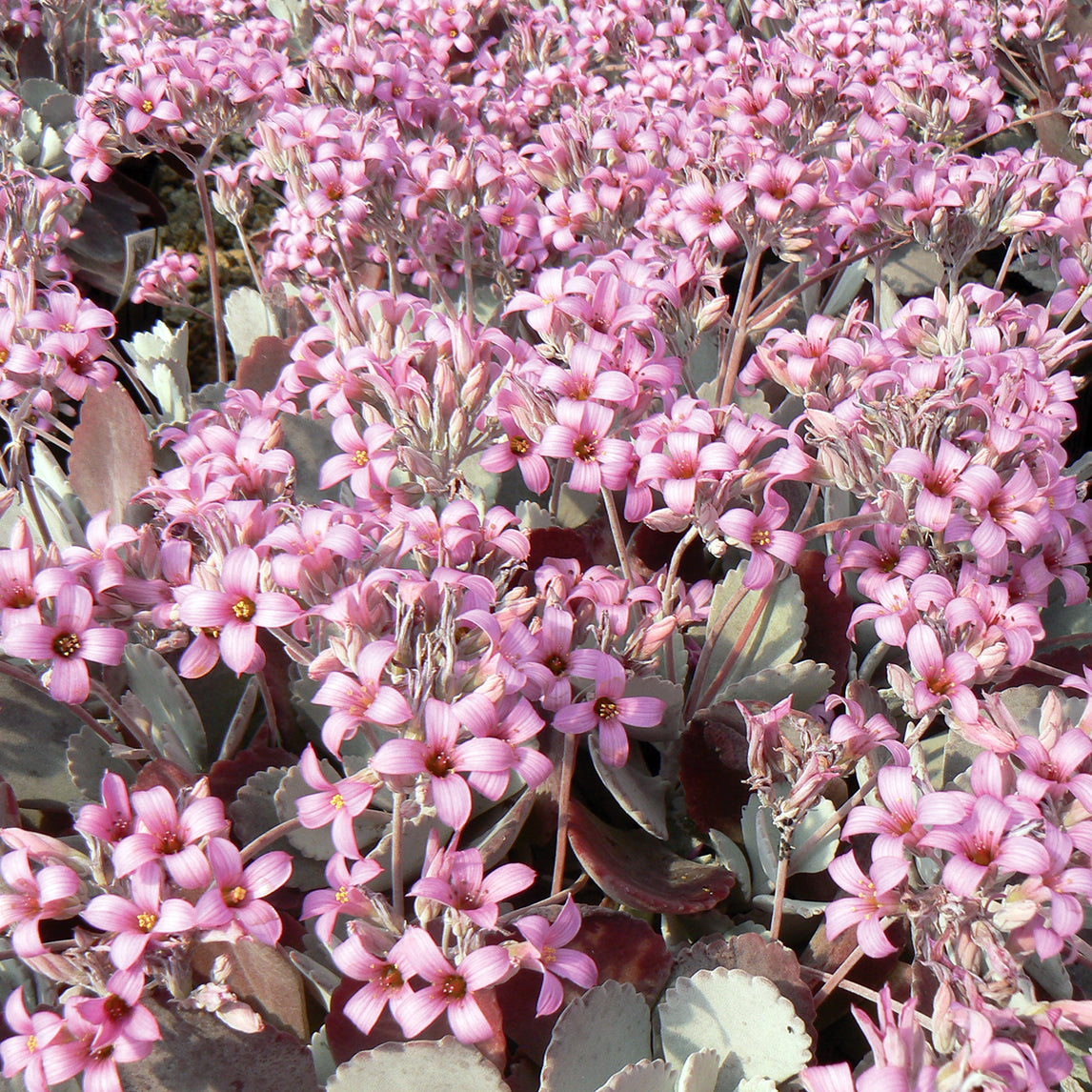 pink flowers with succulent leaves Kalanchoe Pumila