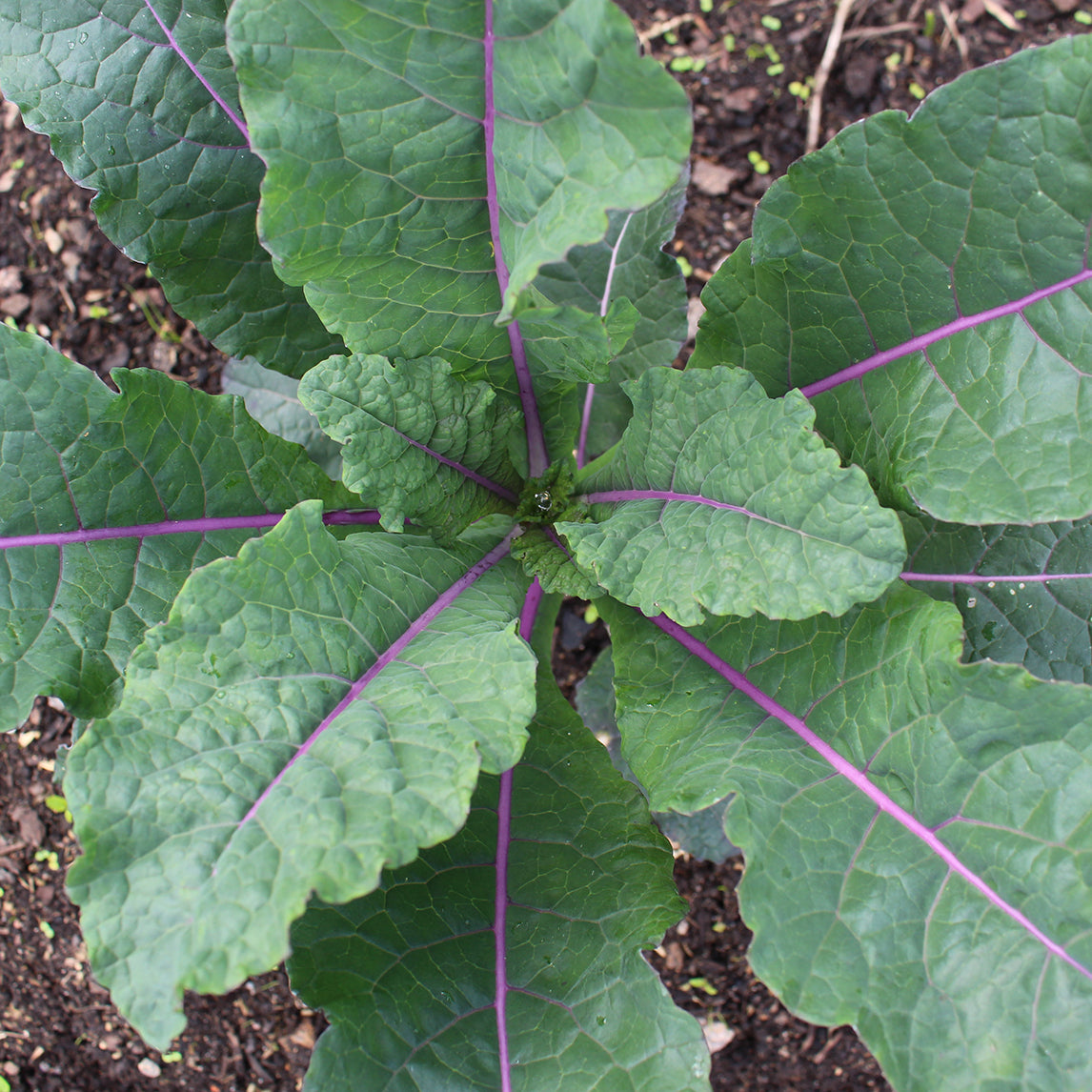 Kale 'Dazzling Blue' (Organic)
