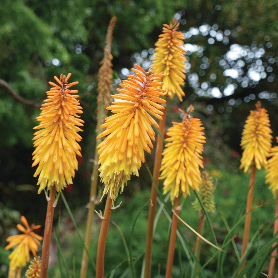 Kniphofia 'Shining Sceptre'