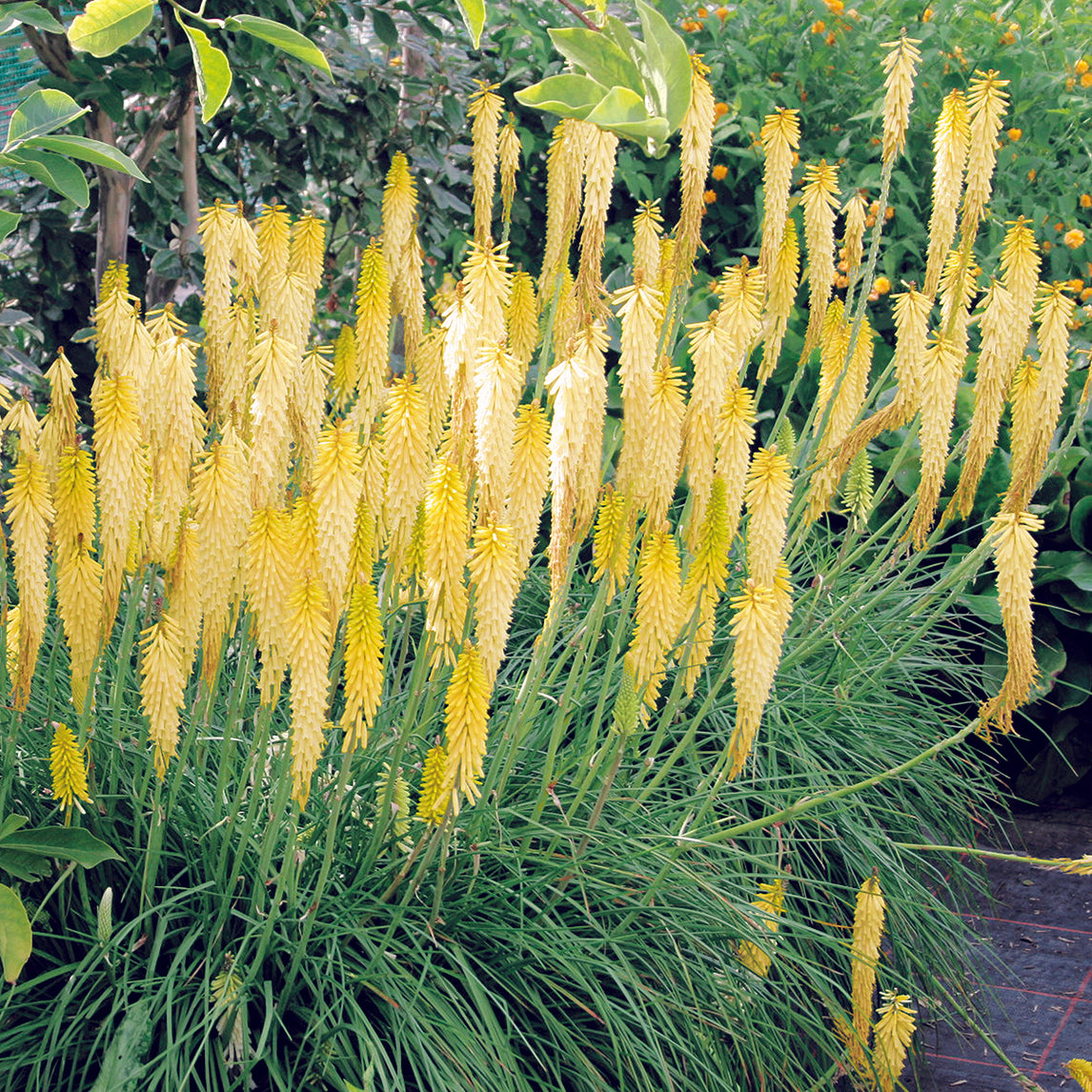 Kniphofia &#39;Little Maid&#39;