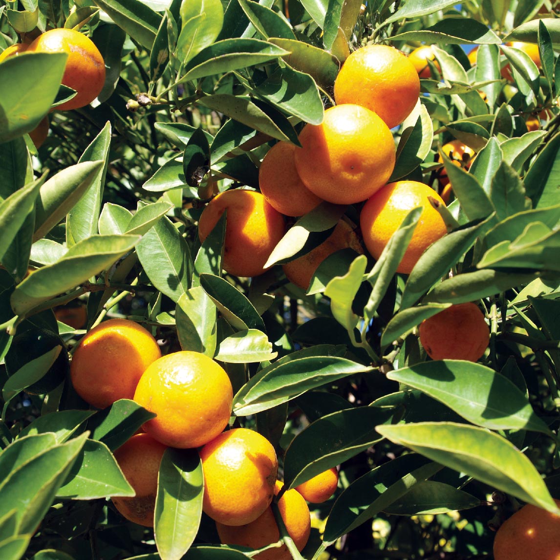 Kumquat 'Meiwa'