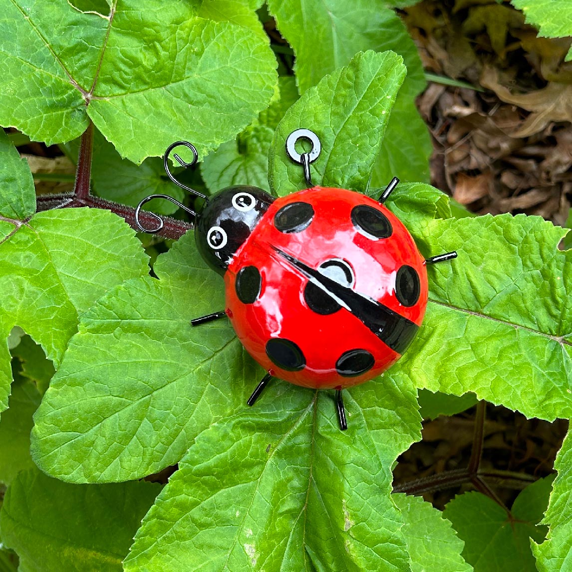 Ladybug