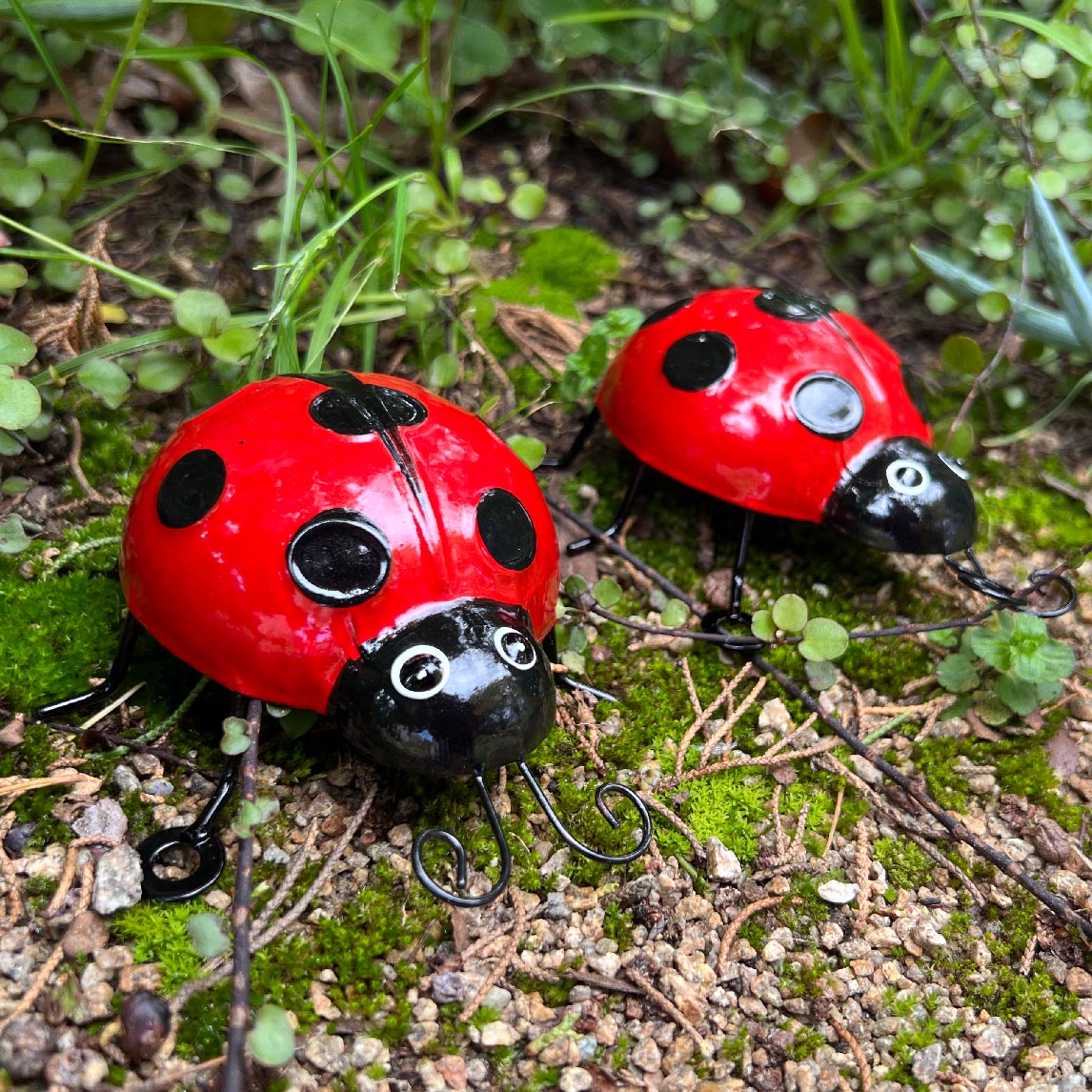 Ladybug