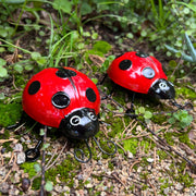 Ladybug