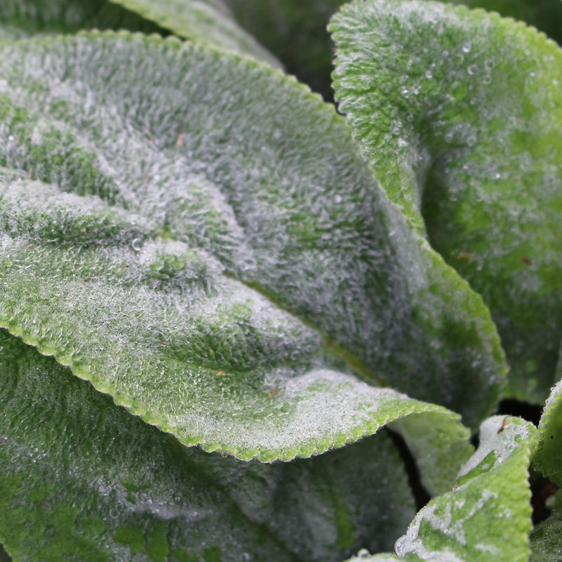 Lamb's Ears 'Big Ears' The Diggers Club