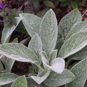 Lamb's Ears 'Big Ears'