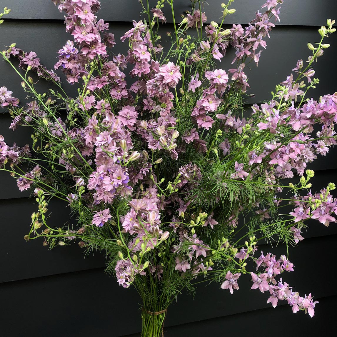 Larkspur 'Earl Grey'