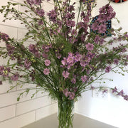 Larkspur 'Earl Grey'