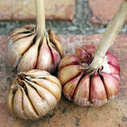 Late Harvest Garlic Collection (6 heads)