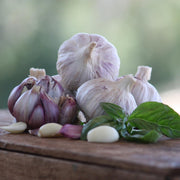Late Harvest Garlic Collection (6 heads)