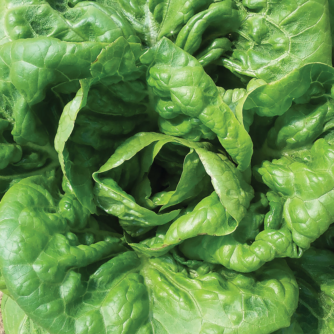 Lettuce 'Aunt Mae's Bibb