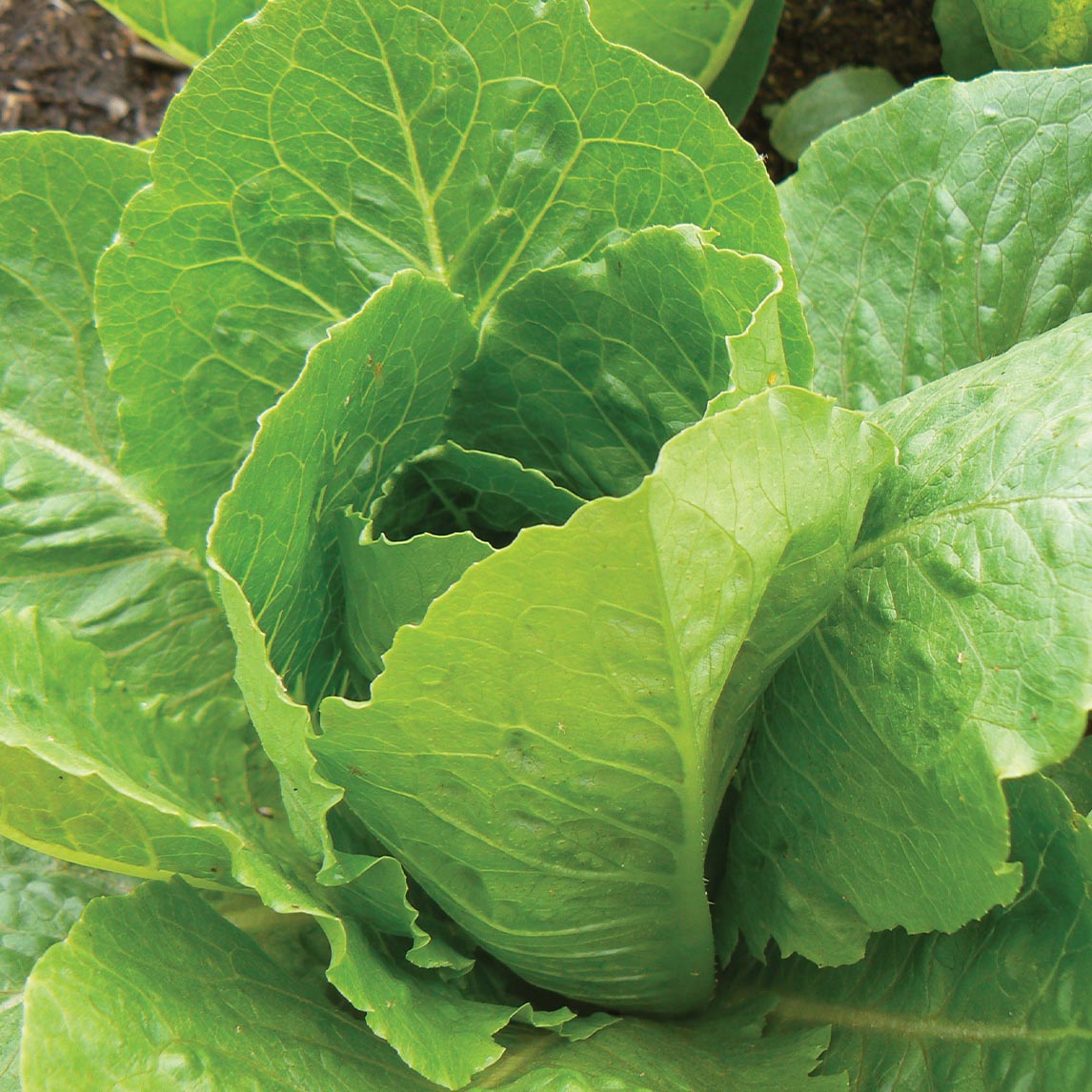 Lettuce 'Baby Cos' (Organic)