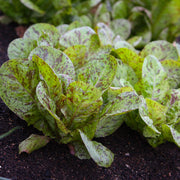 Salad Garden Patch