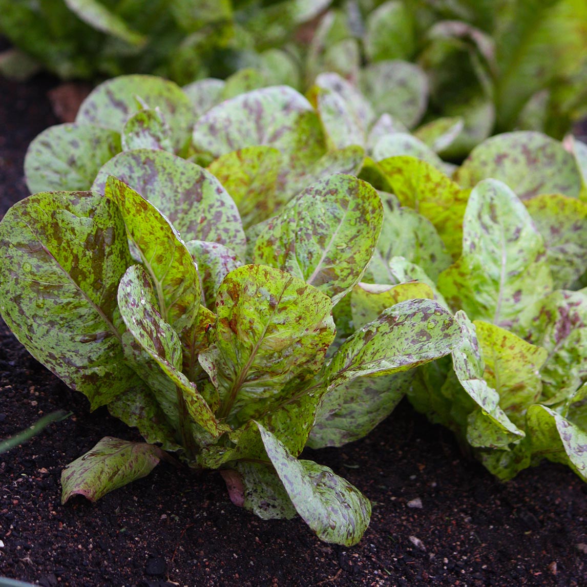Lettuce 'Freckles Bunte'