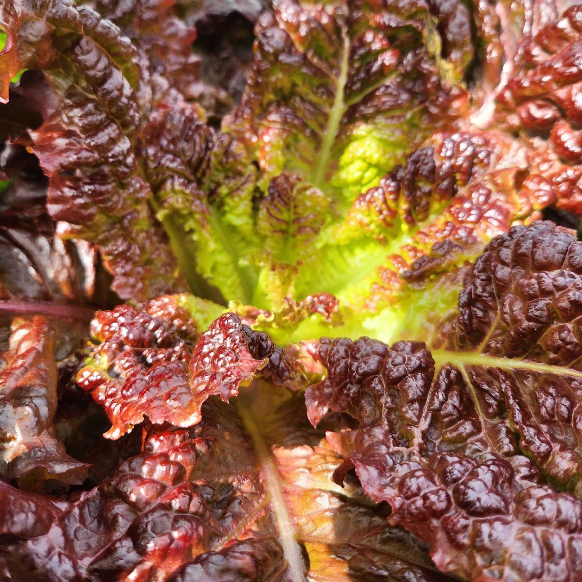 Lettuce &#39;Gabriella&#39;