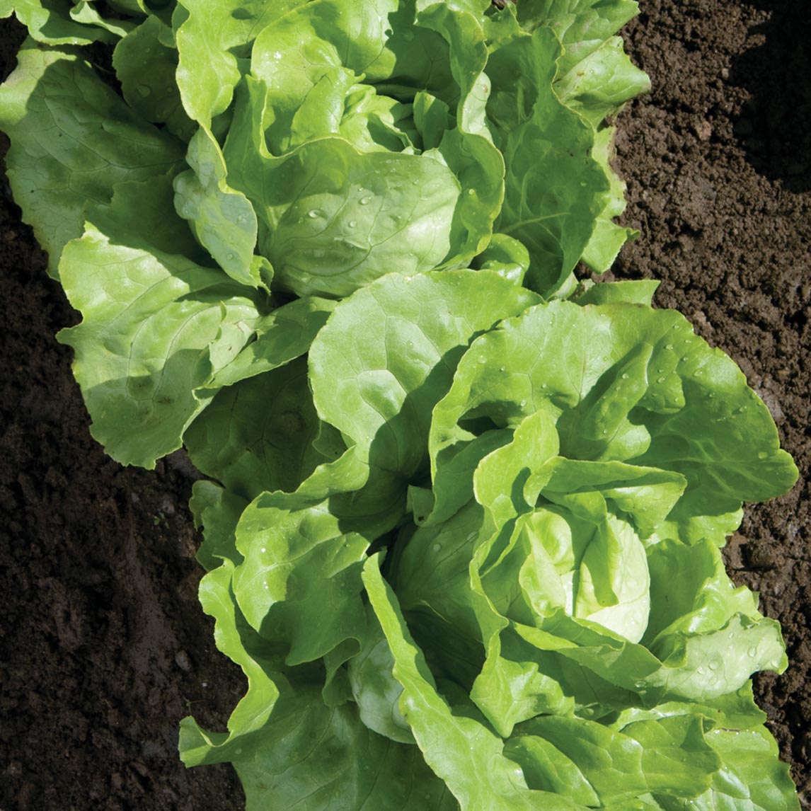 Lettuce &#39;Nancy&#39; (Organic)