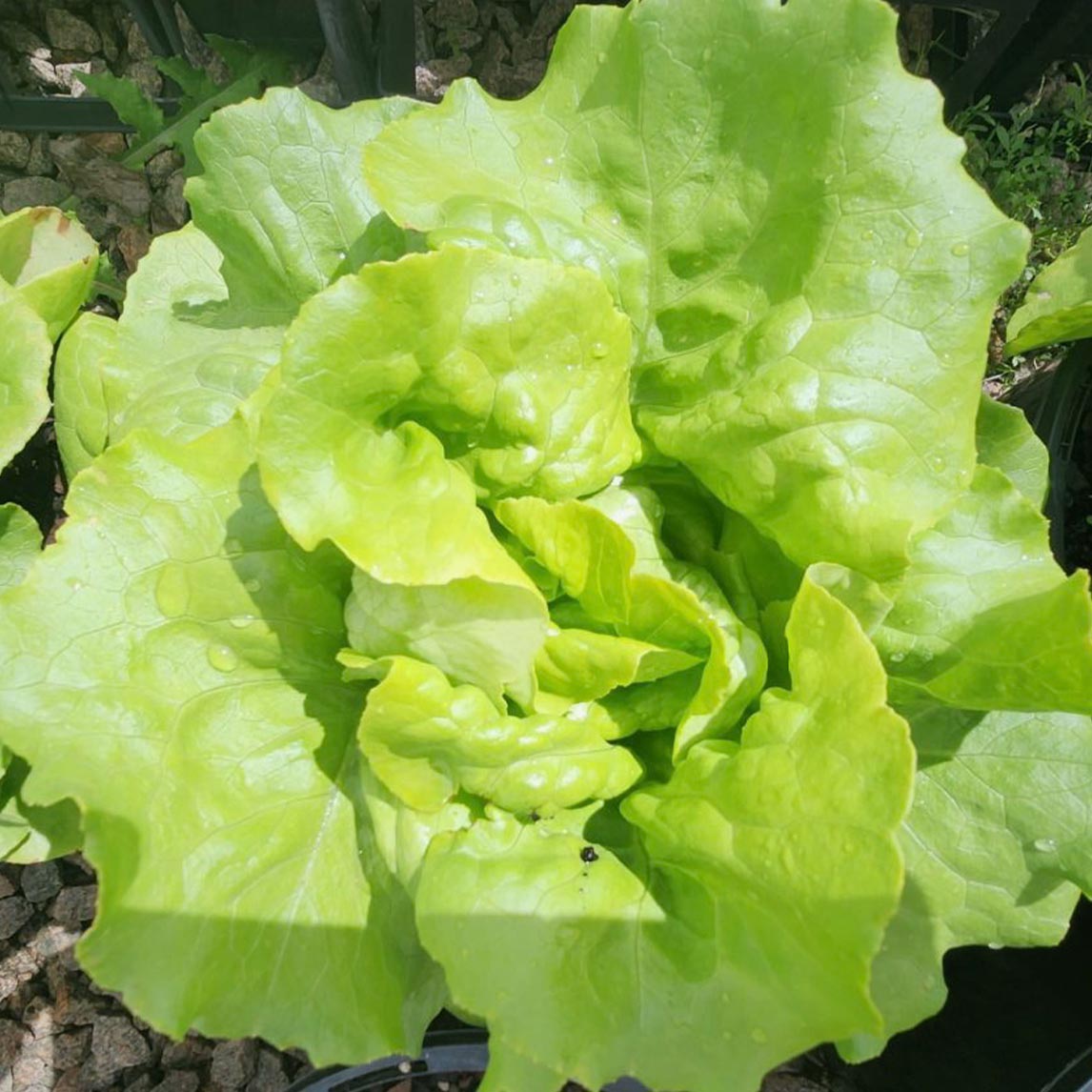 Lettuce &#39;Nancy&#39; (Organic)