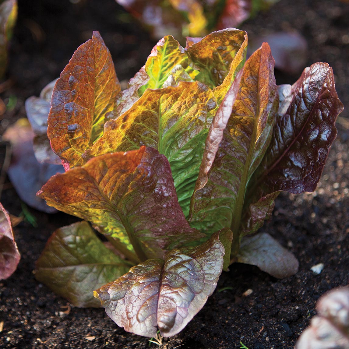 Lettuce &#39;Rouge D&#39; Hiver&#39; (Organic)