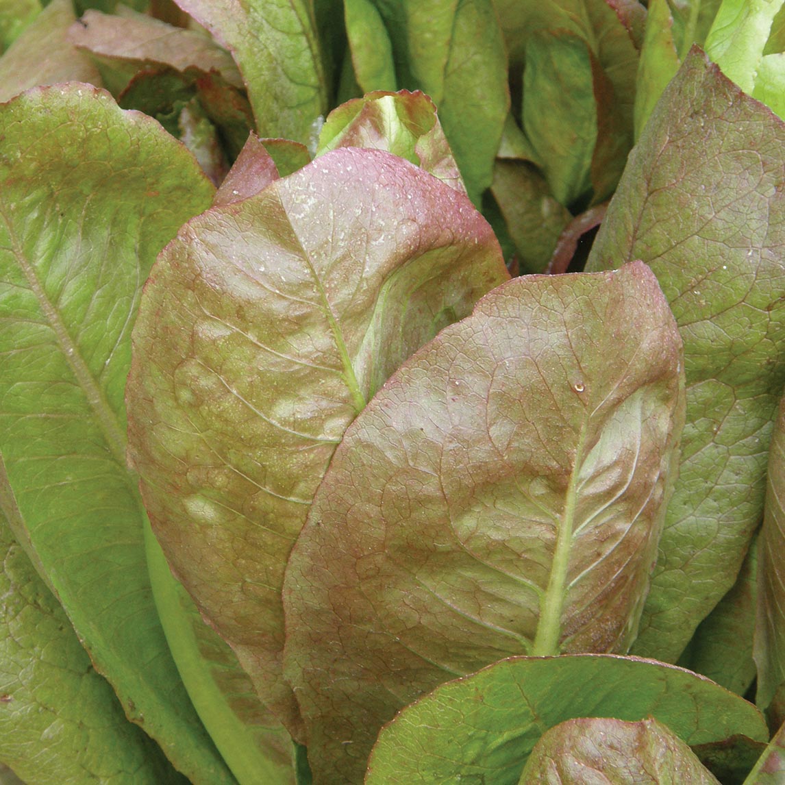 Lettuce &#39;Rouge D&#39; Hiver&#39; (Organic)