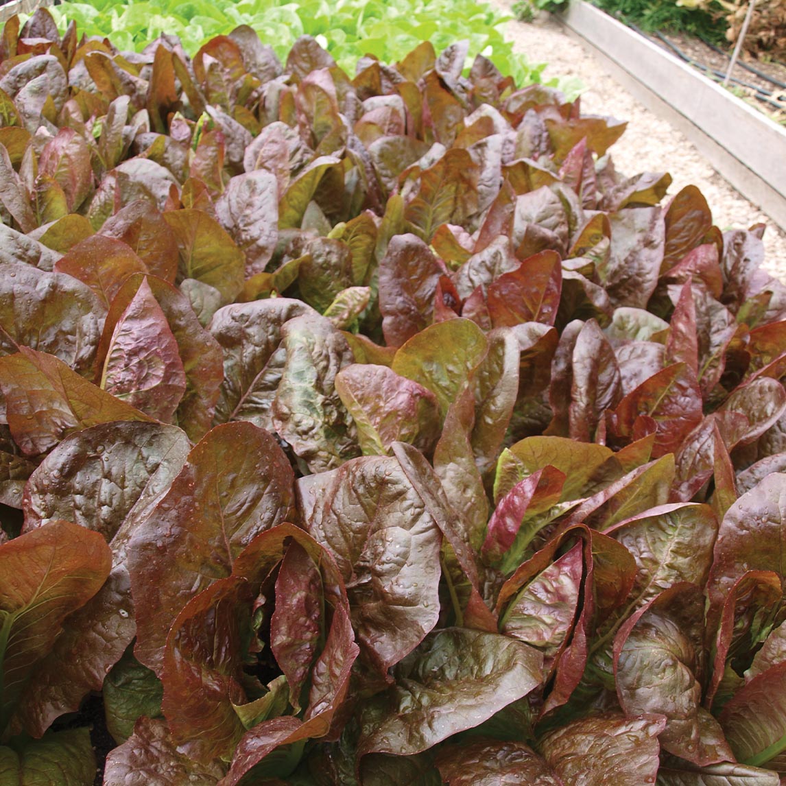 Lettuce 'Rouge D' Hiver' (Organic)