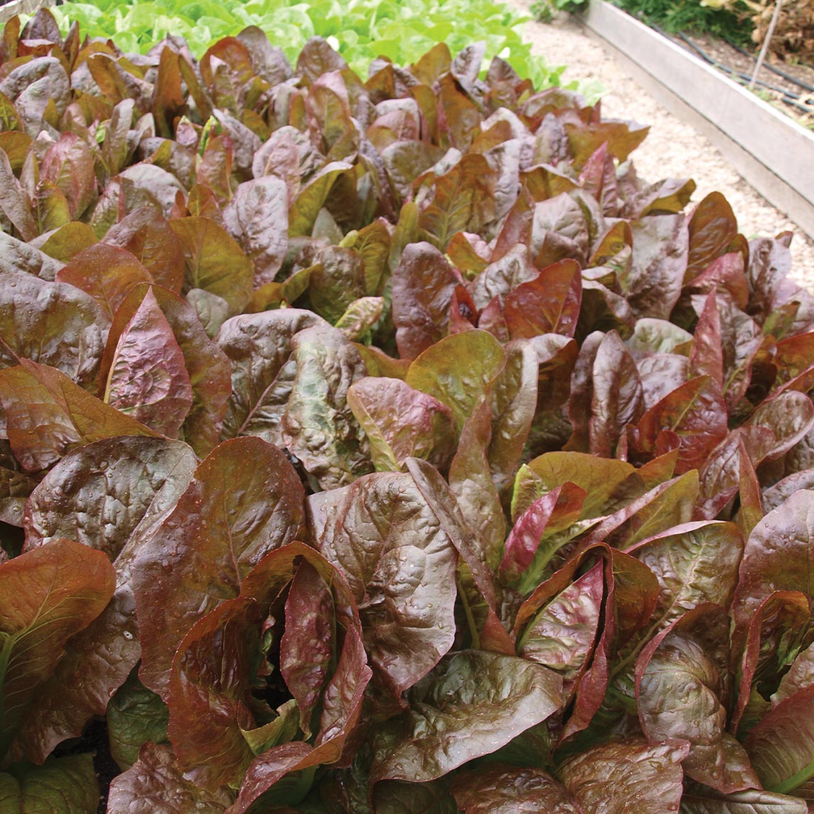 Lettuce &#39;Rouge D&#39; Hiver&#39; (Organic)