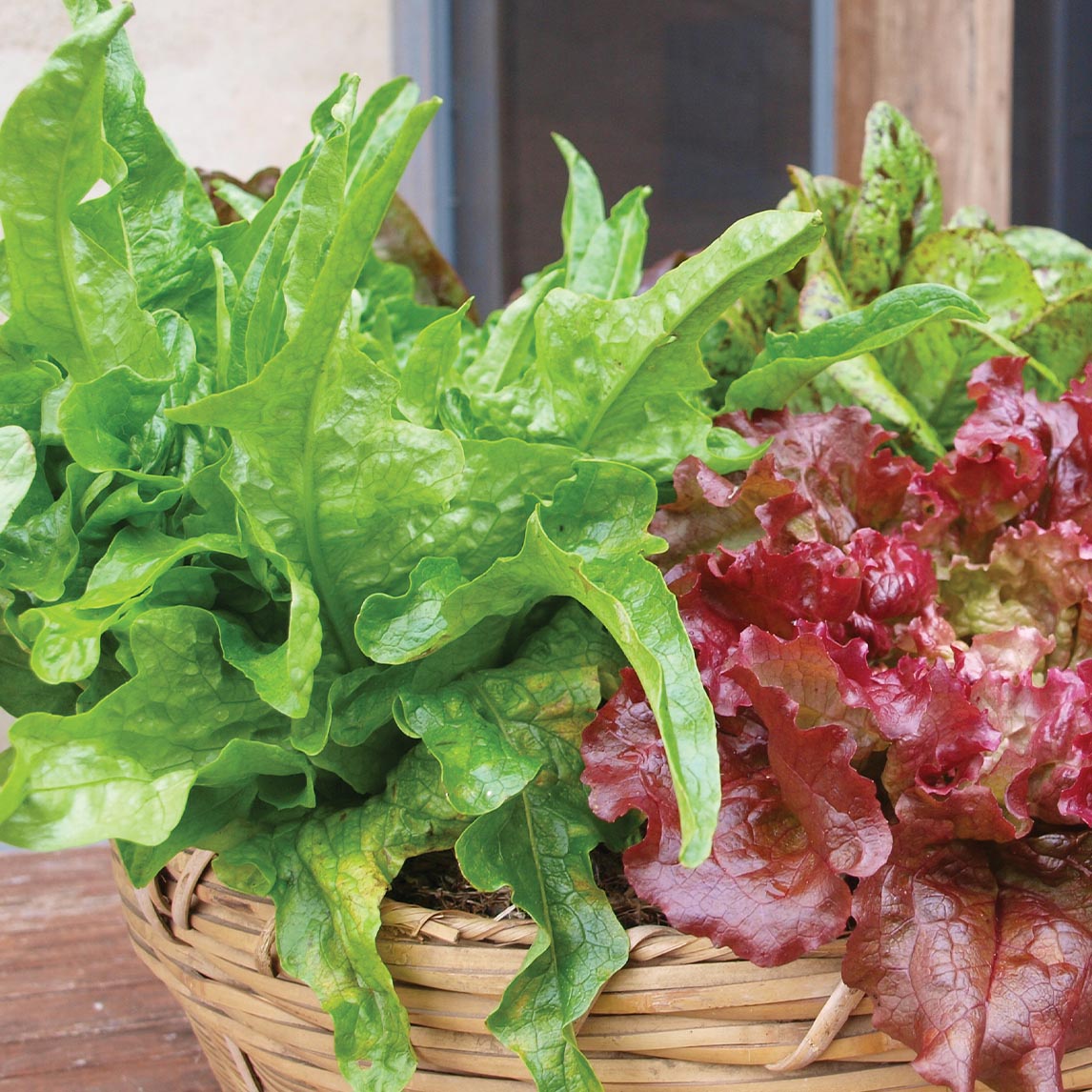 Lettuce &#39;Royal Oakleaf&#39; (Organic)