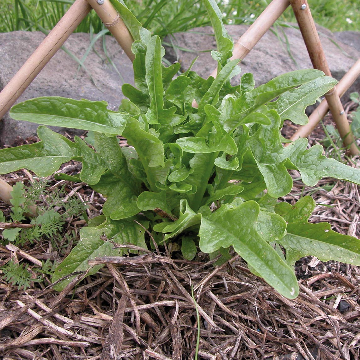 Lettuce 'Royal Oakleaf' (Organic)