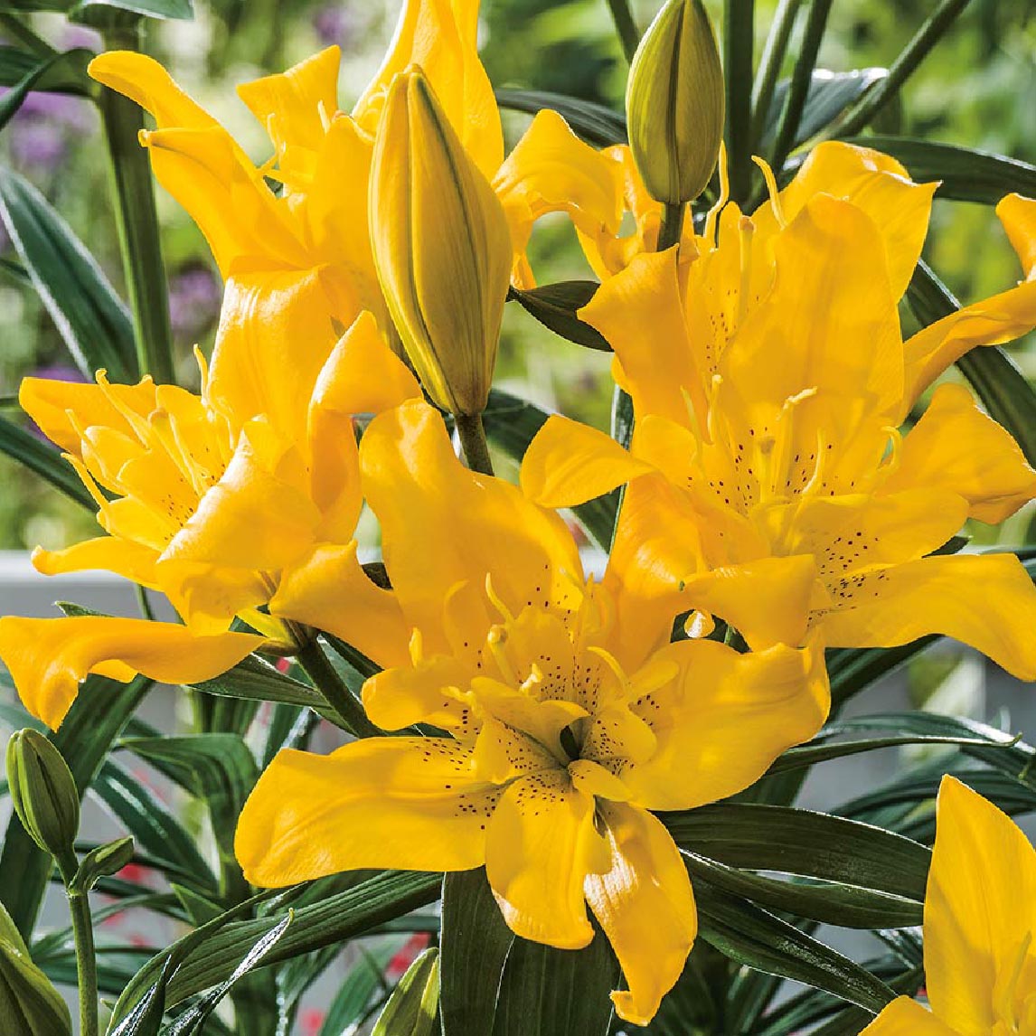 Lilium Fata Morgana Double (3 Bulbs)