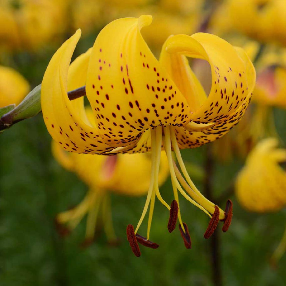 Lilium Leichtlini (3 Bulbs)