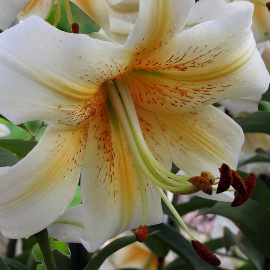 Lilium Rascal Lilium - The Diggers Club