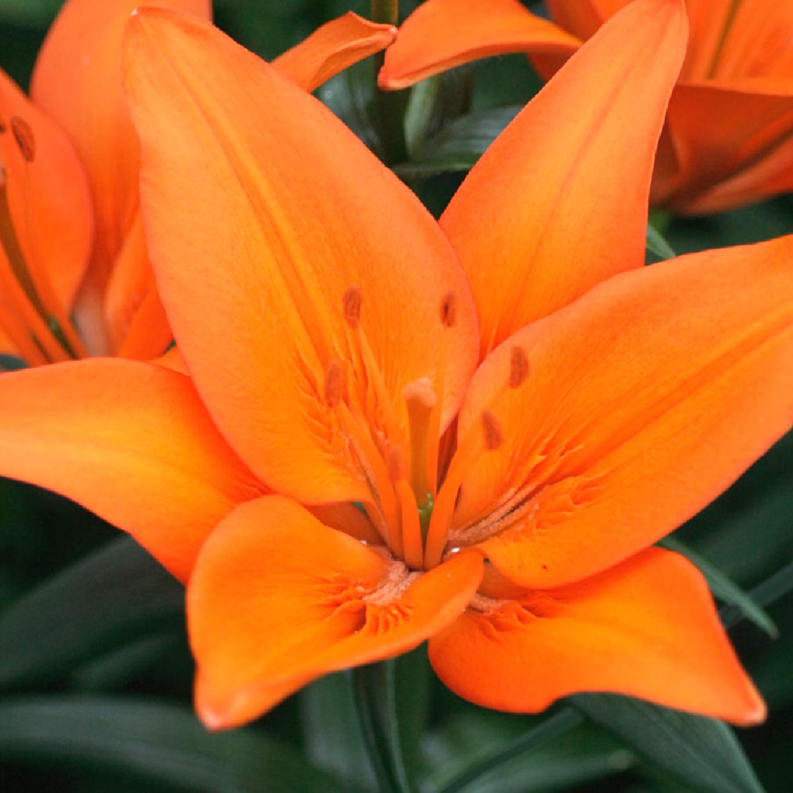 Lilium Orange Ton (3 Bulbs)