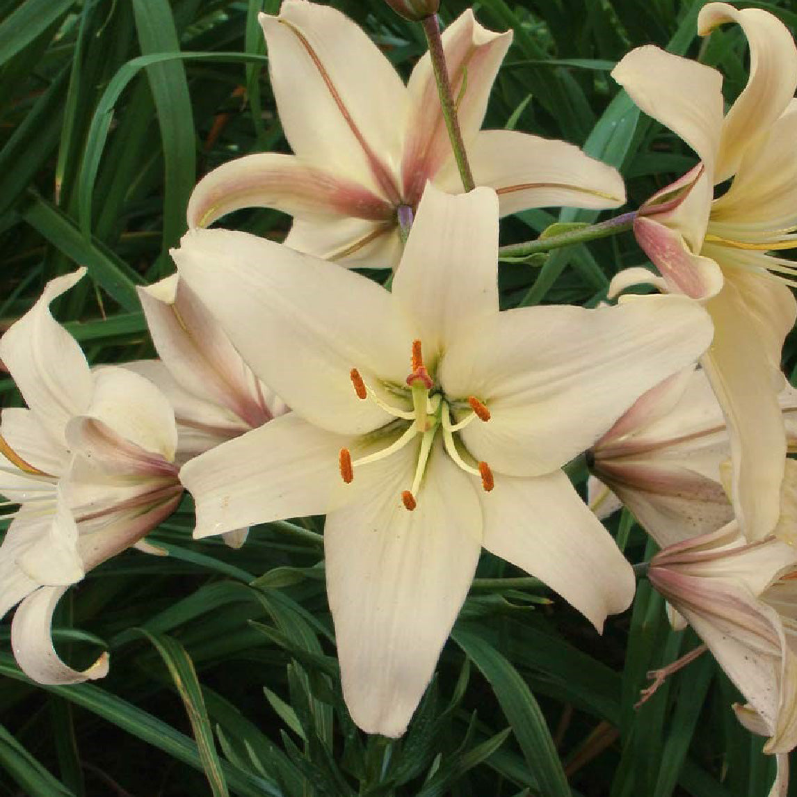 Lilium Pearl Frances (3 Bulbs)